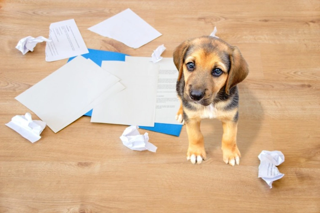 5 Puppy Buyer Mistakes to Avoid in the UK 2025
