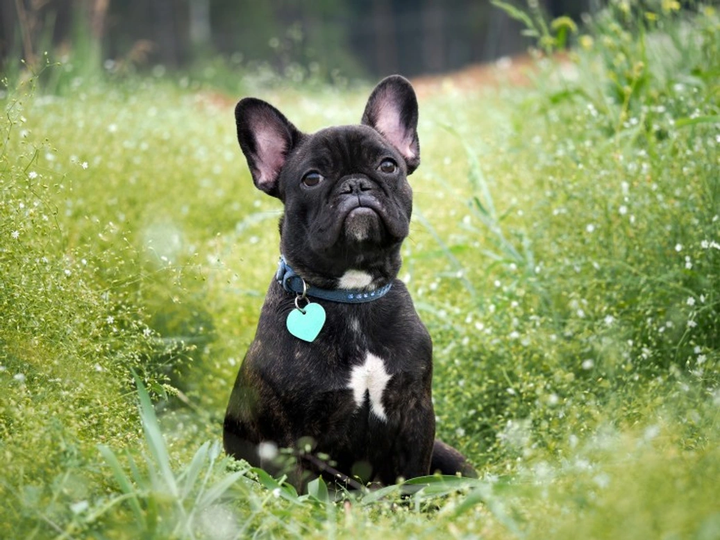 Brachycephalic Dogs: Health Risks & Popularity in UK 2025