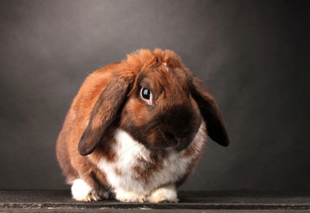 How To Look After A Lop Eared Rabbit: Care & Feeding Guide