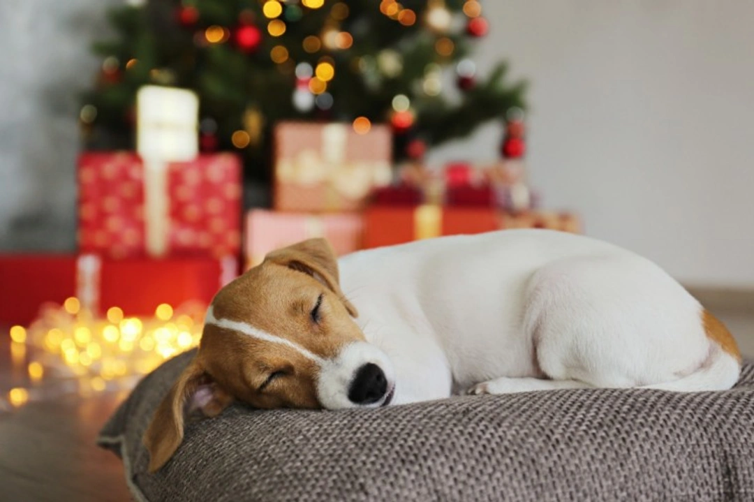 5 Key Christmas Safety Questions from UK Dog Owners