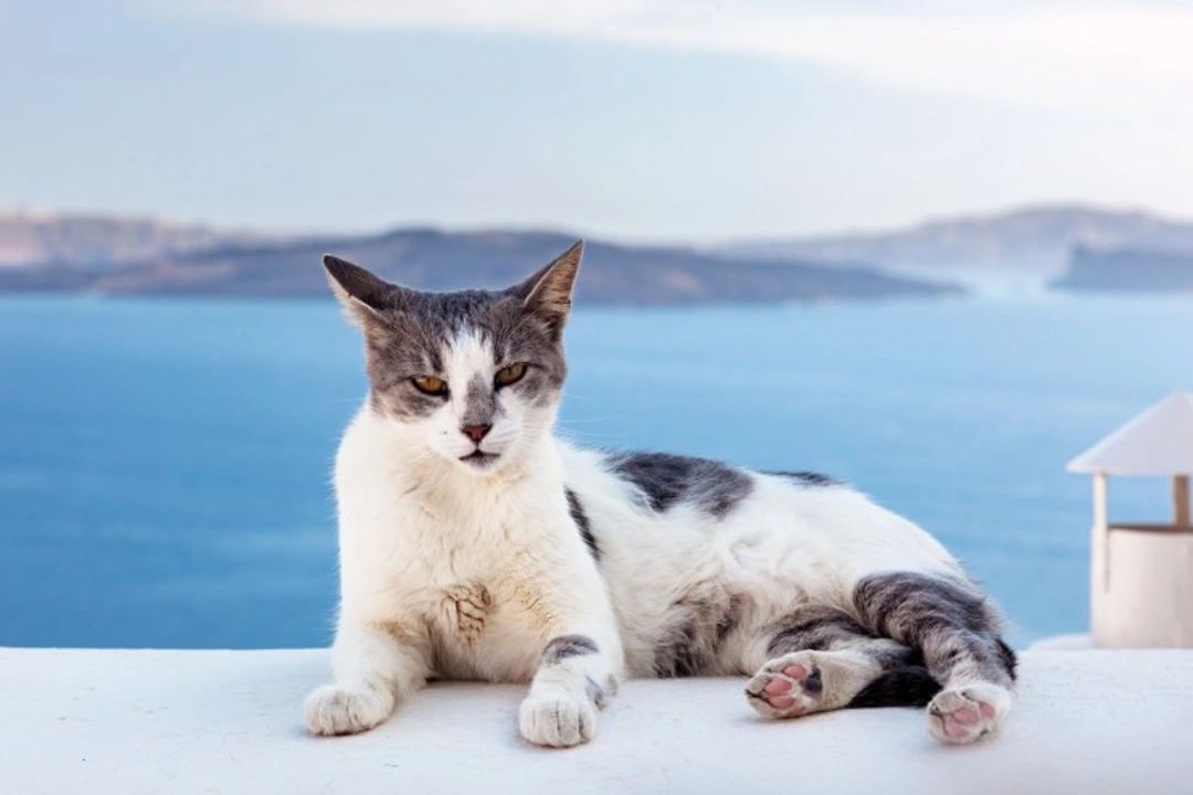 All about the Aegean Cat: Origins, Care & Personality