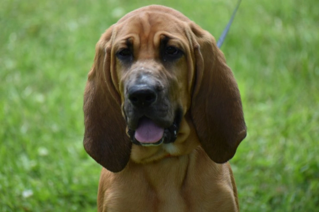 Aortic Stenosis in Bloodhounds: Symptoms, Causes, and Care