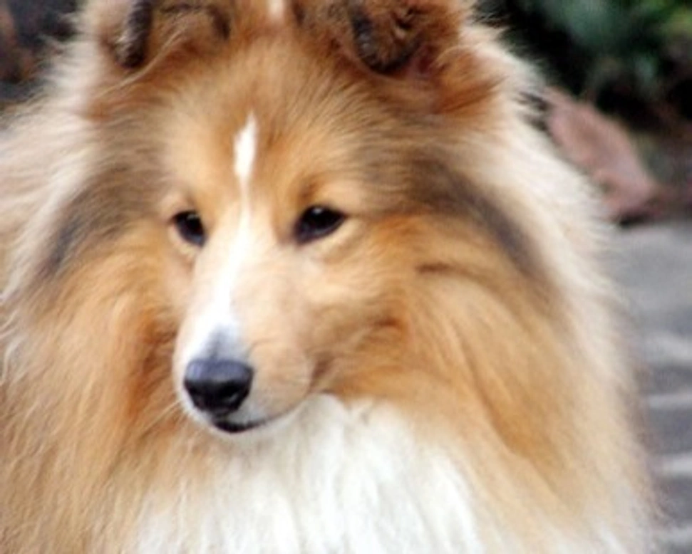 Le origini e la storia del Pastore Scozzese Shetland - prima parte