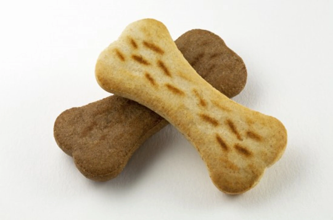 Special and Veterinary Diets for Dogs: Key Nutrition Needs