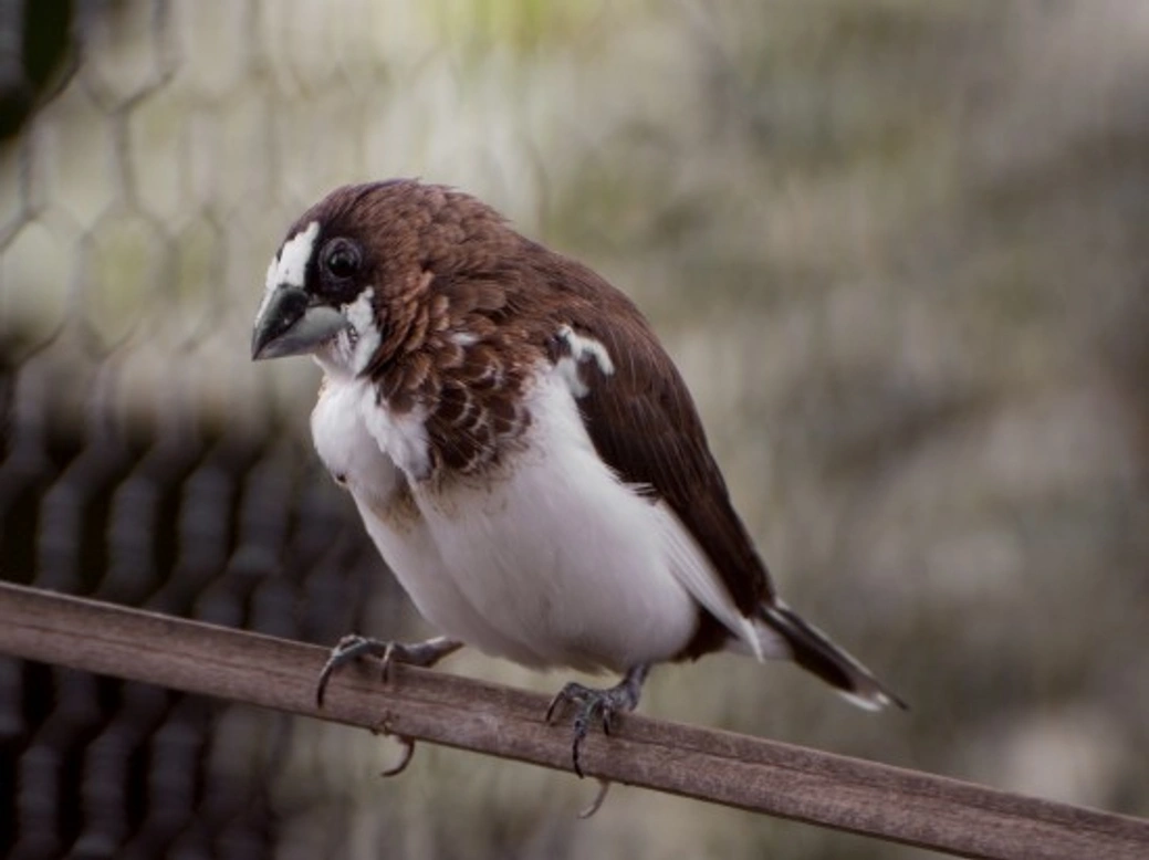 Common Illnesses in Finches: Symptoms and Treatments