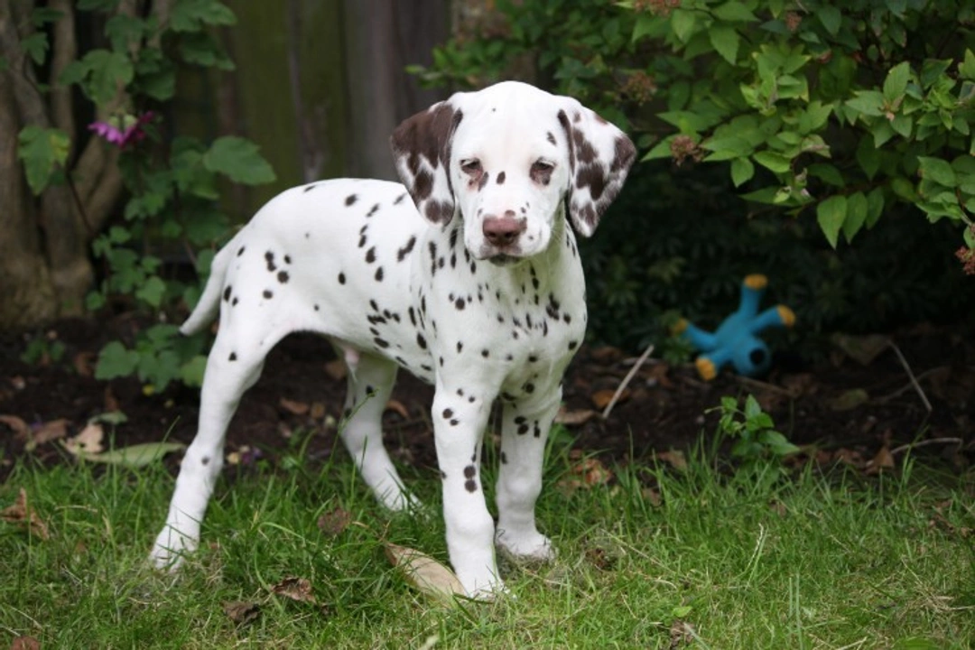 Panosteitis in Dalmatians: Causes, Symptoms, & Care Tips