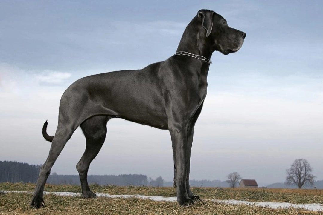 5 Essential Care Tips for Giant Dog Breeds
