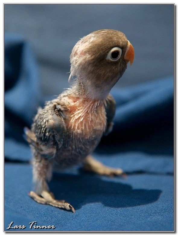 Cómo cuidar y alimentar a un agapornis papillero