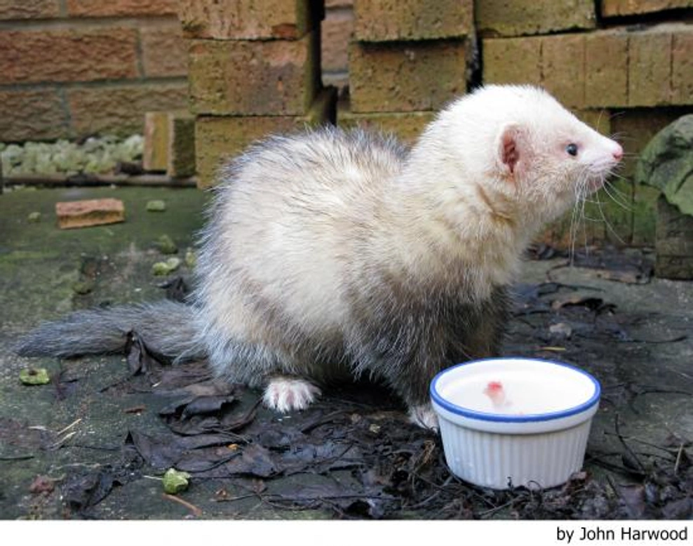 El diccionario del hurón: Claves del comportamiento de estas mascotas