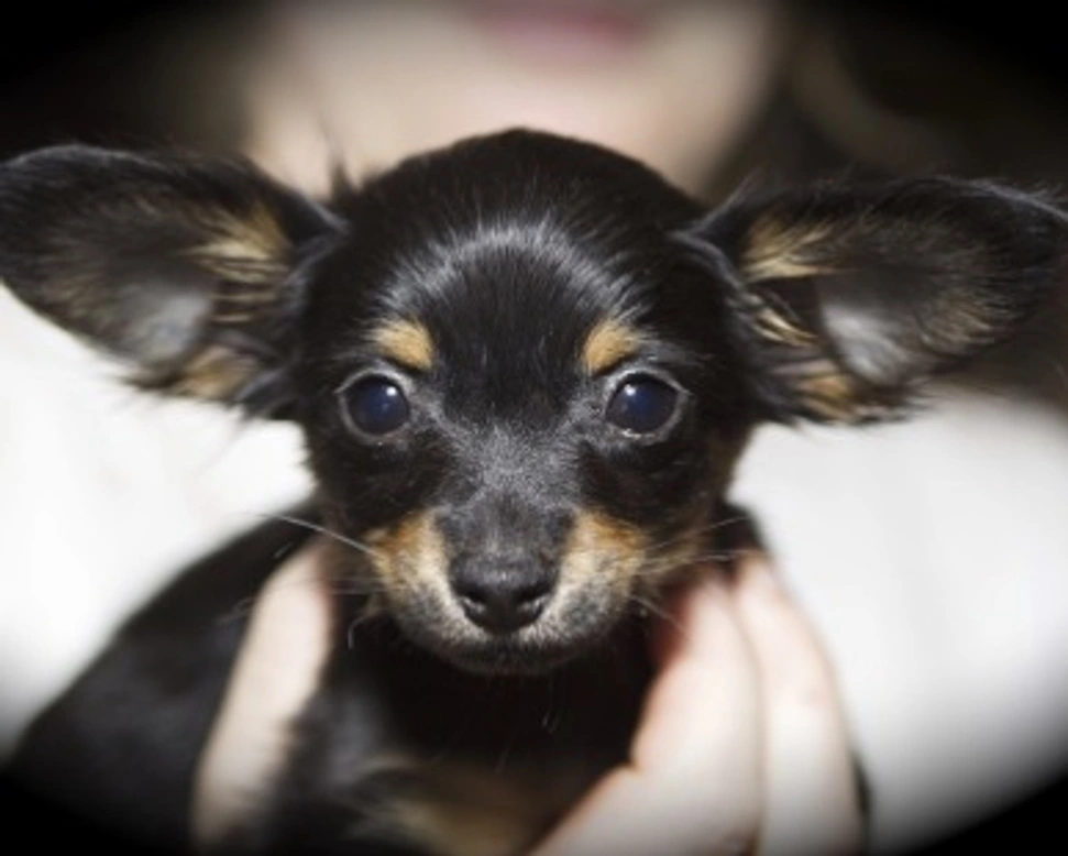 Come registrare la tua attività commerciale su AnnunciAnimali.it