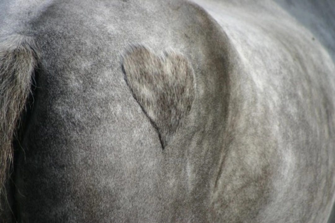 Clipping Your Horse: Essential Tips and Tricks for Success