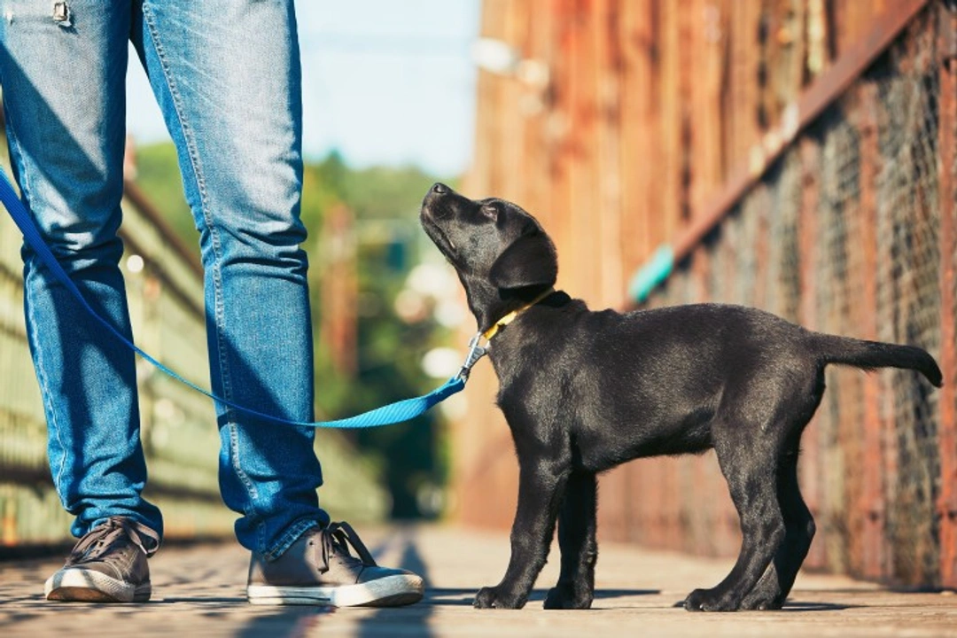 5 Common Mistakes to Avoid When Socialising Your New Puppy