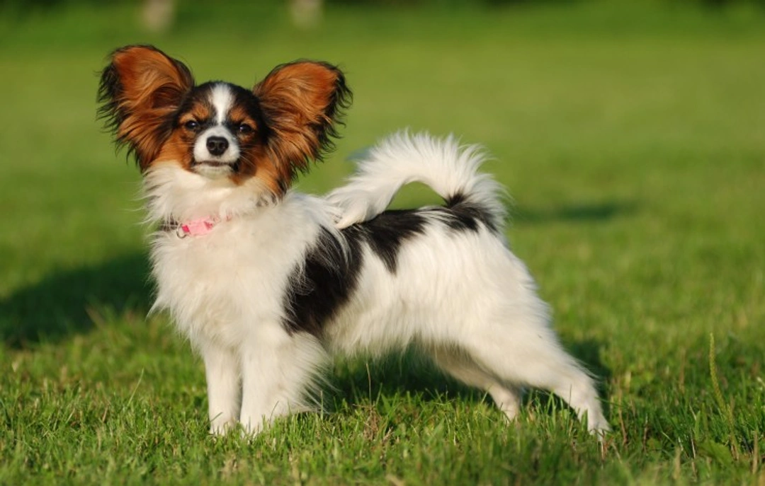 Neuroaxonal dystrophy DNA testing for Papillon dogs
