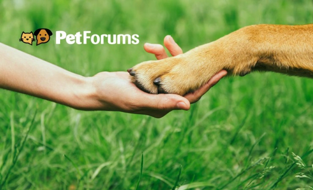 8 Great Reasons to Join Pets4Homes Pet Forums