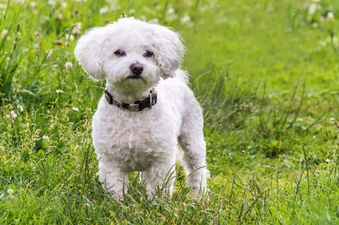 Pyloric Stenosis in Maltese Dogs: Symptoms & Treatment Guide