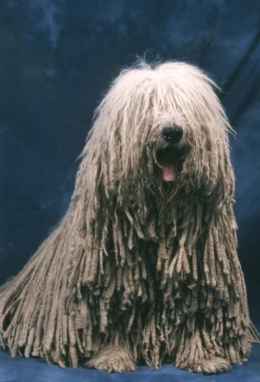 The Amazing Komondor Dog – Hungarian Sheepdog Guide