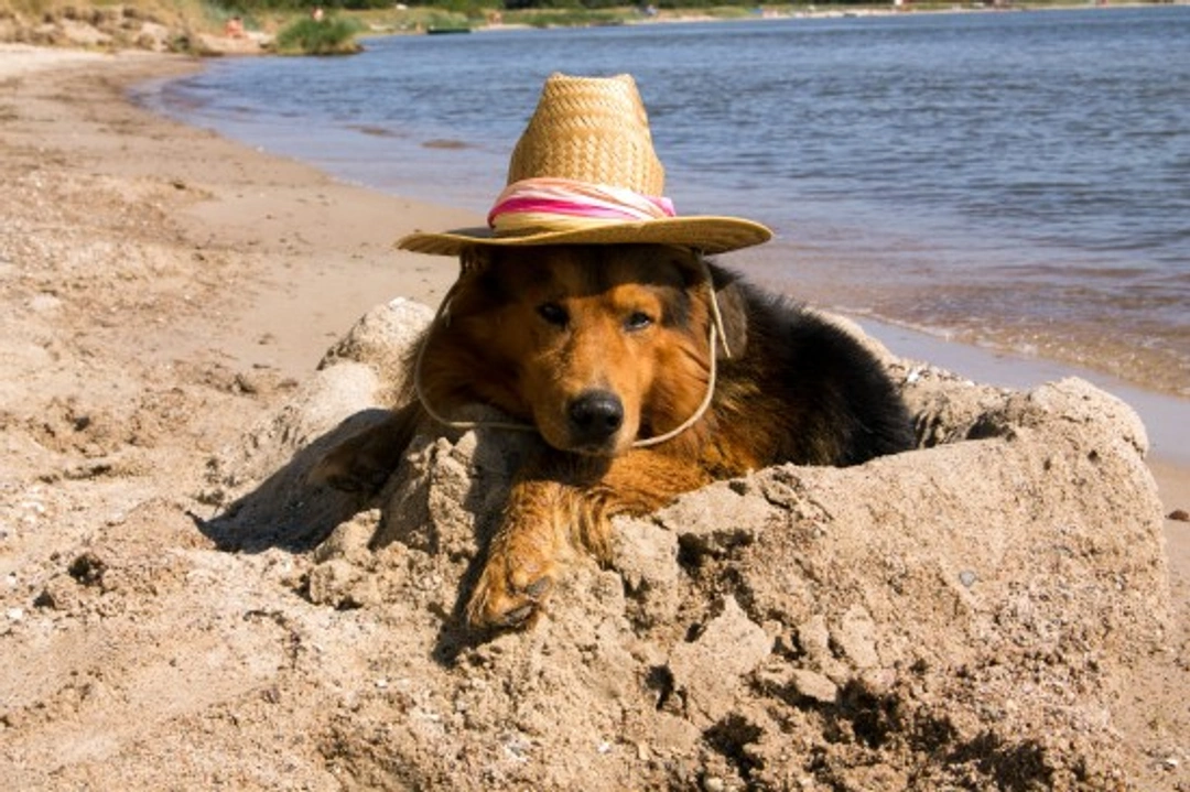 Sunscreen for dogs: Do they need it and how to choose safely