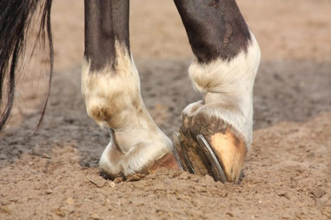 Equine Pastern Dermatitis: Causes, Signs & Treatments