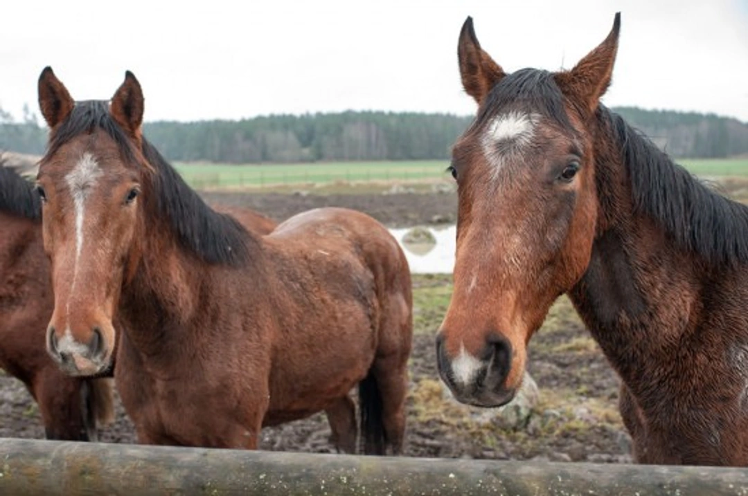 How to Manage Mud Rash and Rain Scald in Horses or Ponies