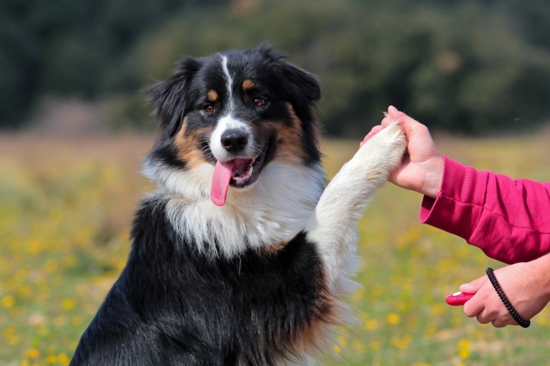 5 Common Clicker Training Problems with Dogs and Solutions