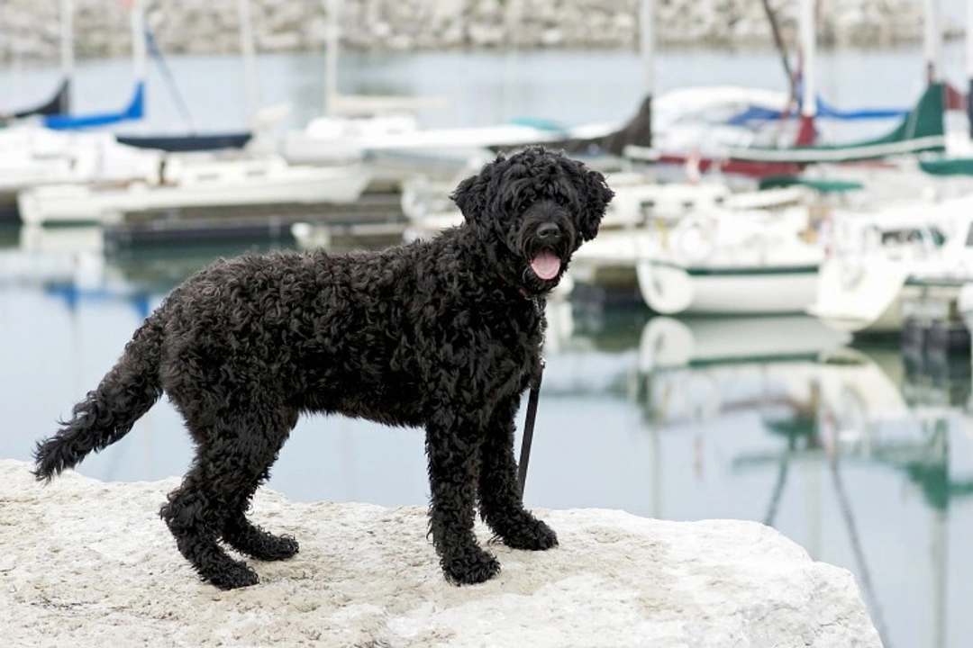 Why Portuguese Water Dogs Are Such Skilled Swimmers