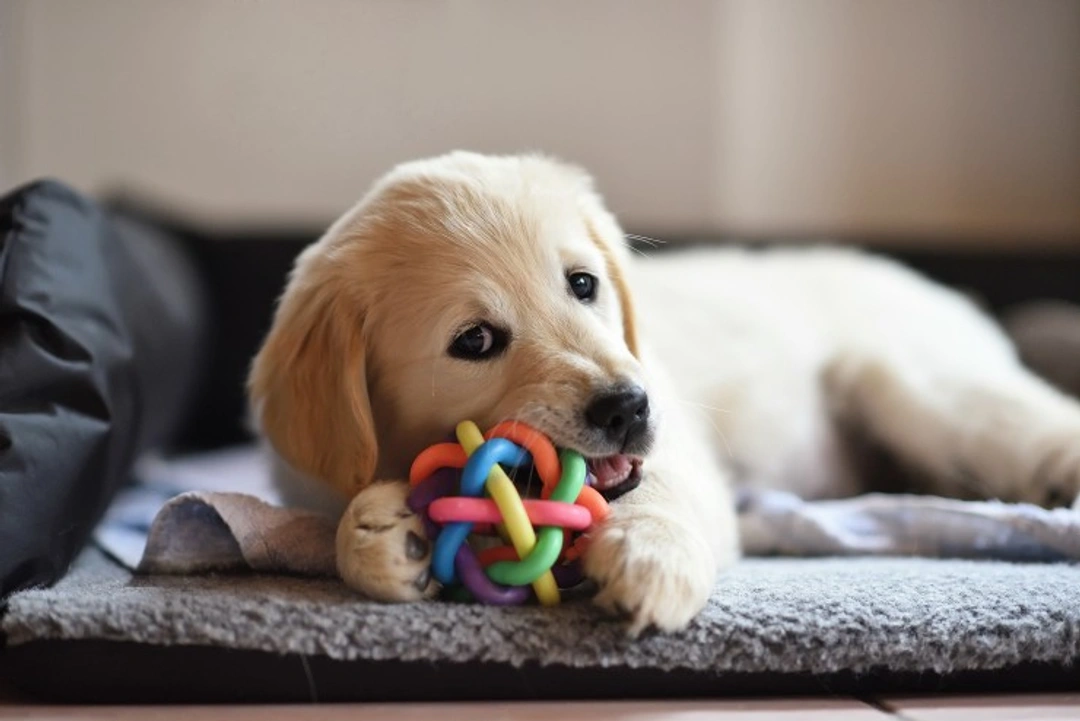 6 Dangerous Things Dogs Chew and Safe Alternatives