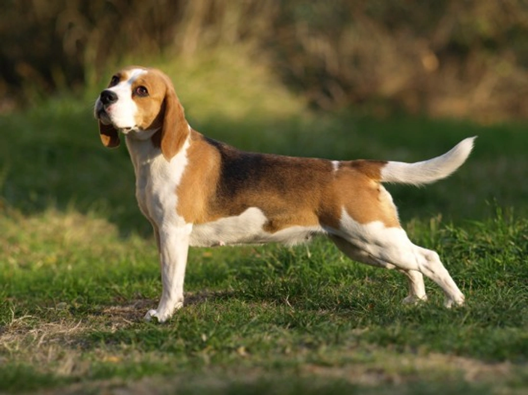 Understanding Breed Lines and Standards in Dogs