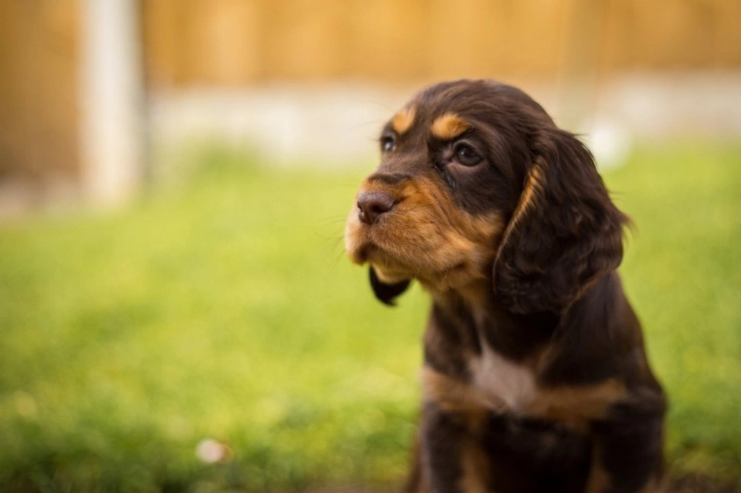 5 Essential Summer Safety Tips for Cocker Spaniels