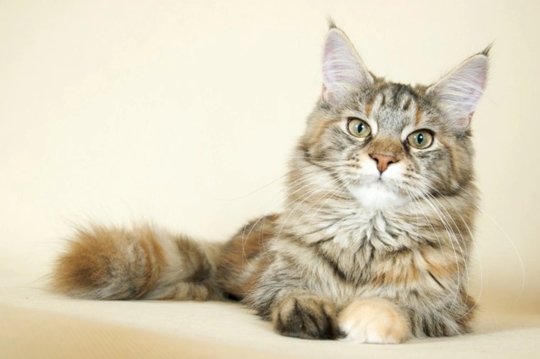 10 Facts about Maine Coon Cats: Are They for You?