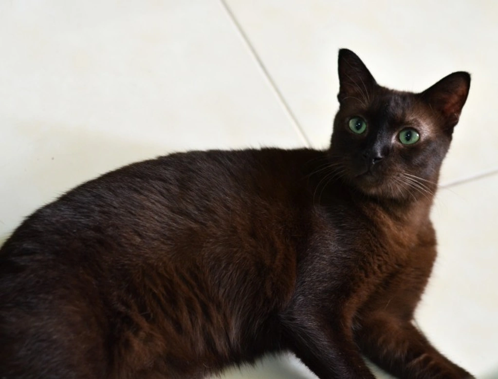 What is a Suphalak Cat? Rare Thai Breed Explained