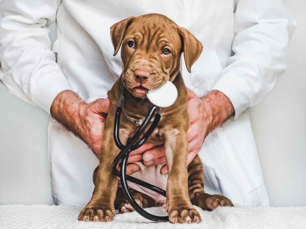 7 Key Reasons to Keep Your Dog’s Booster Vaccinations Updated