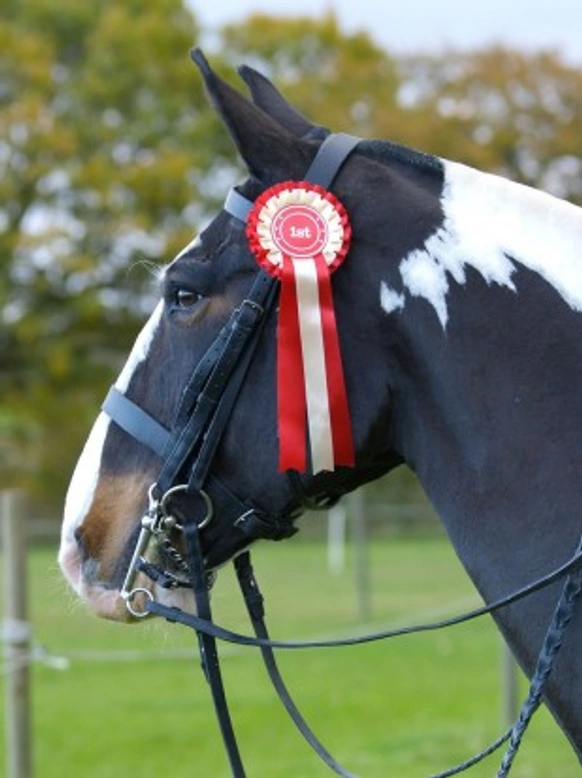 Attending Horse Shows: Essential Preparation & Success Tips