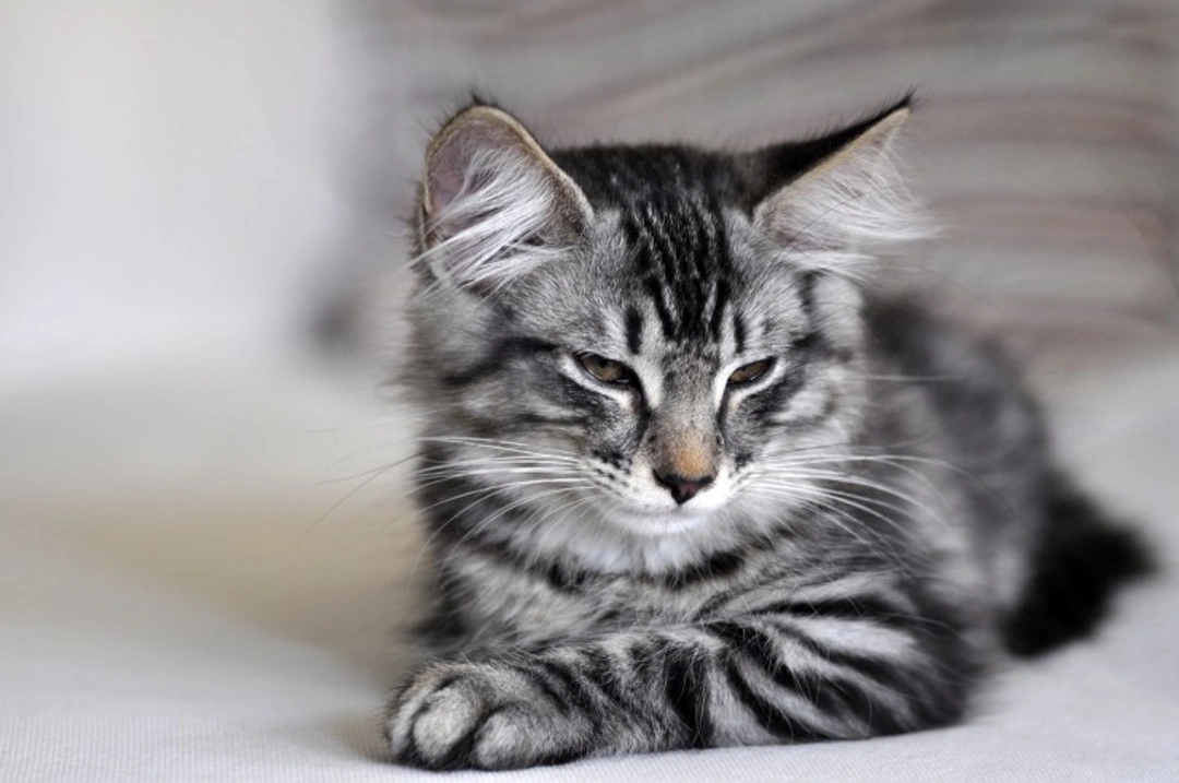 What Your Cat Sitter Needs to Know: Essential Care Tips