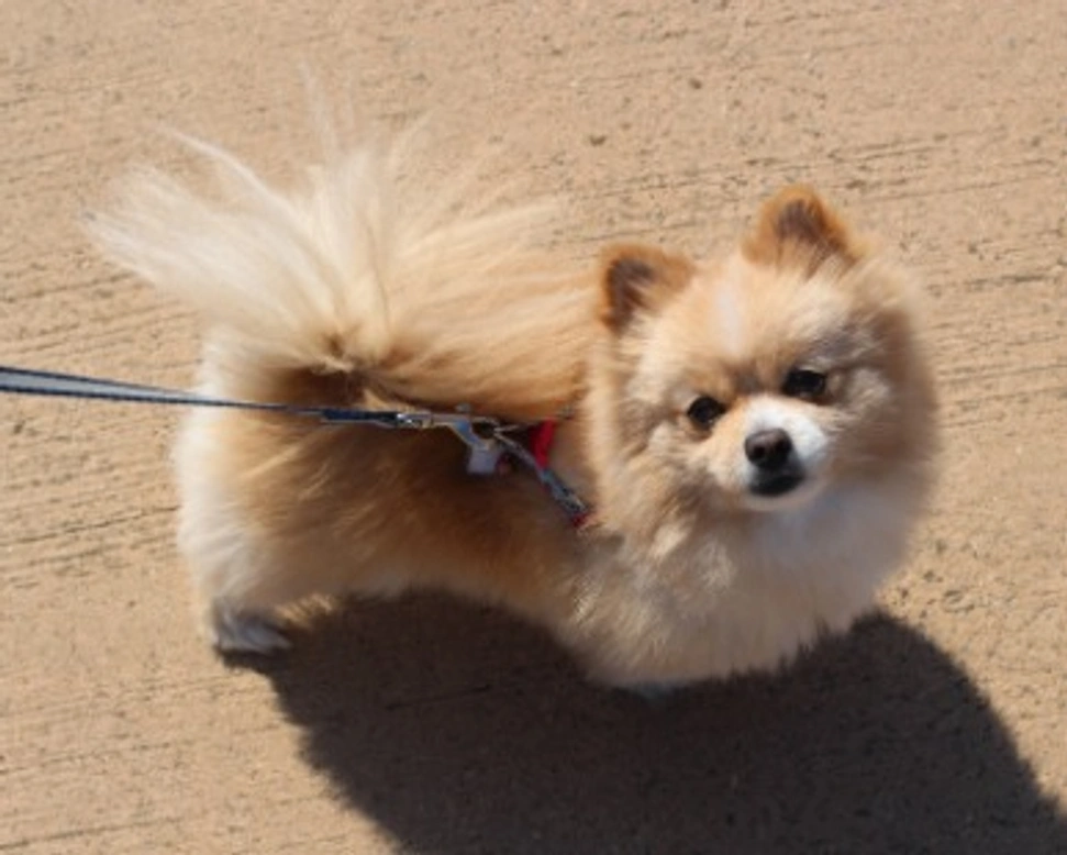 Le Leggi in Italia per avviare e mantenere un Allevamento