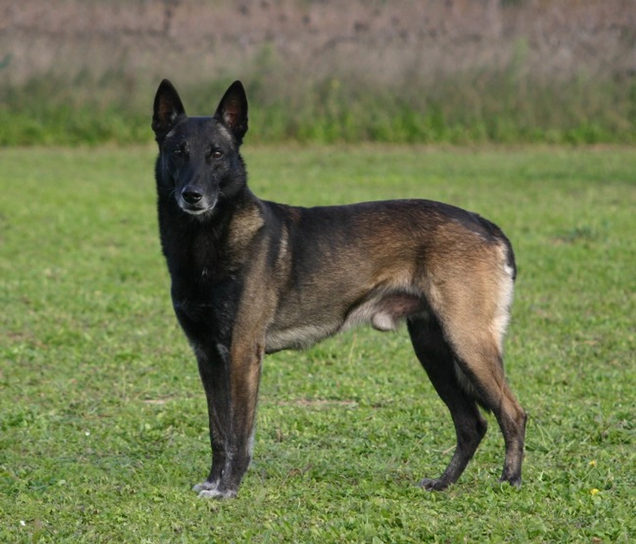 Belgian Malinois and Epilepsy: Signs, Care & Management