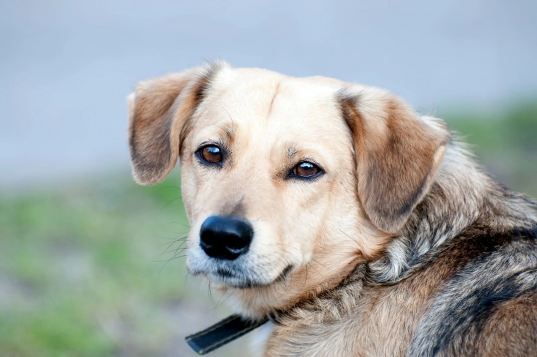 Age-Related Retinal Degeneration in Dogs: Causes and Care