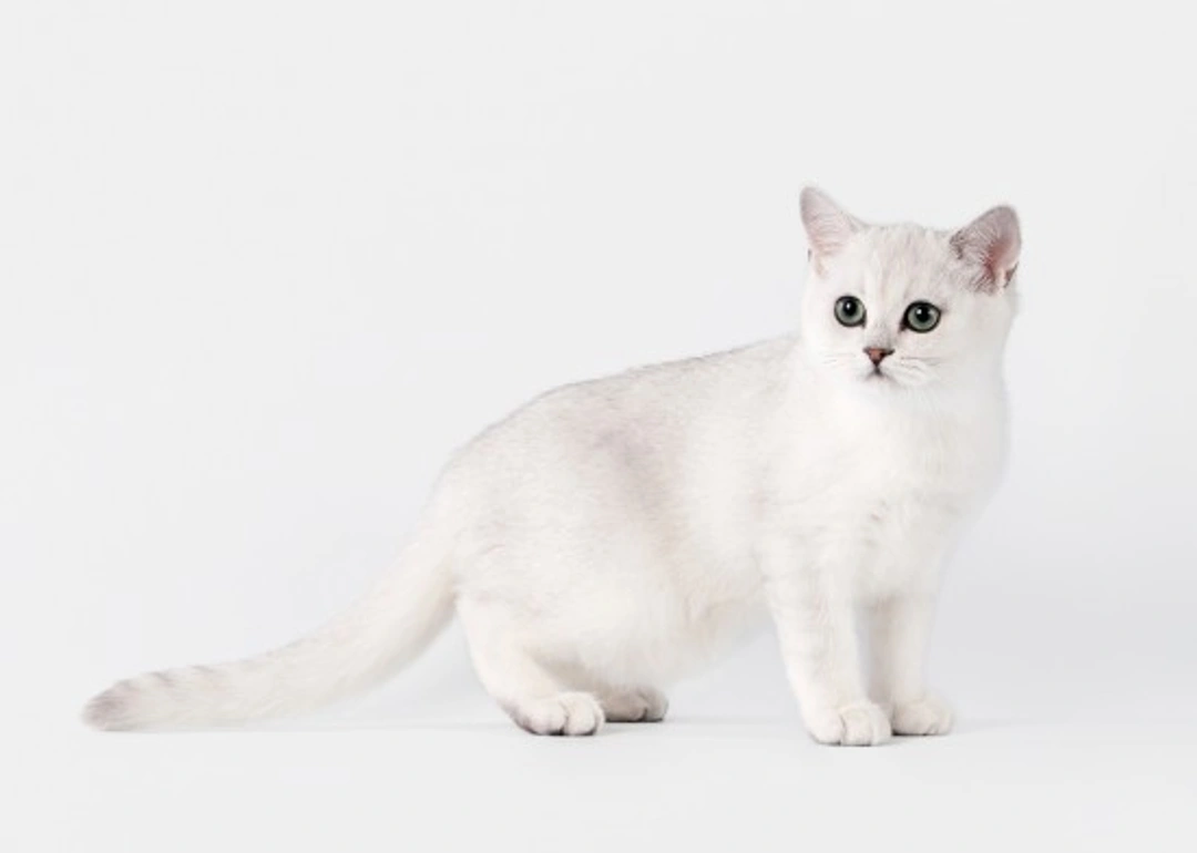 Sexual Maturity in Cats: Signs and Responsible Care