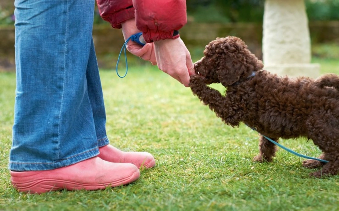 10 dog training mistakes to avoid for better results