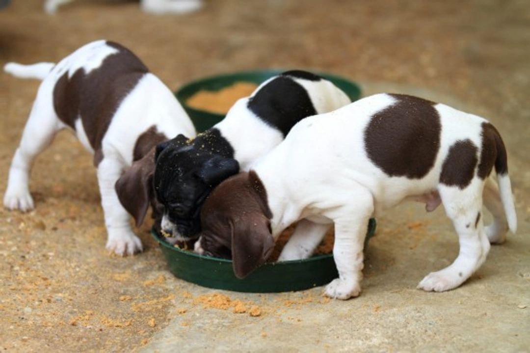 Complete Guide to Feeding Your Puppy