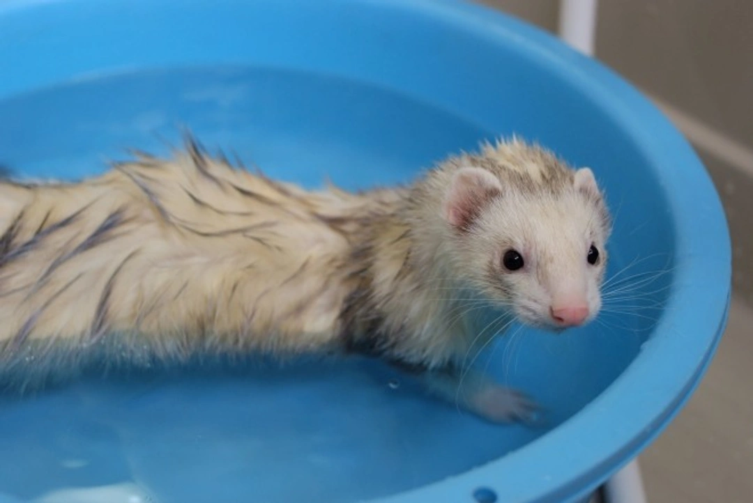 Bathing Your Pet Ferret: Safe Steps for Hygiene
