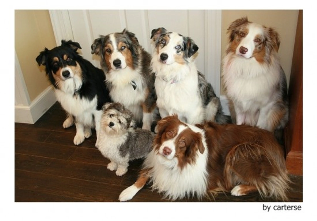 Enseñar a tu perro a esperar y a estarse quieto