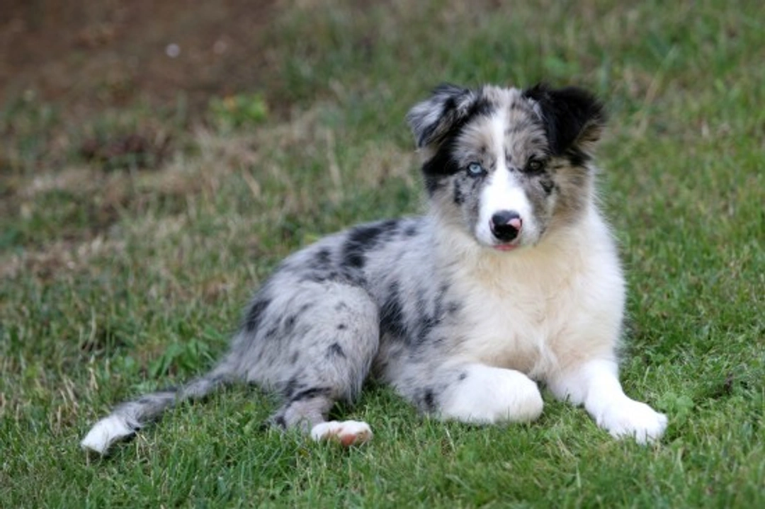 Dog Coat Colors Explained: A Complete Guide