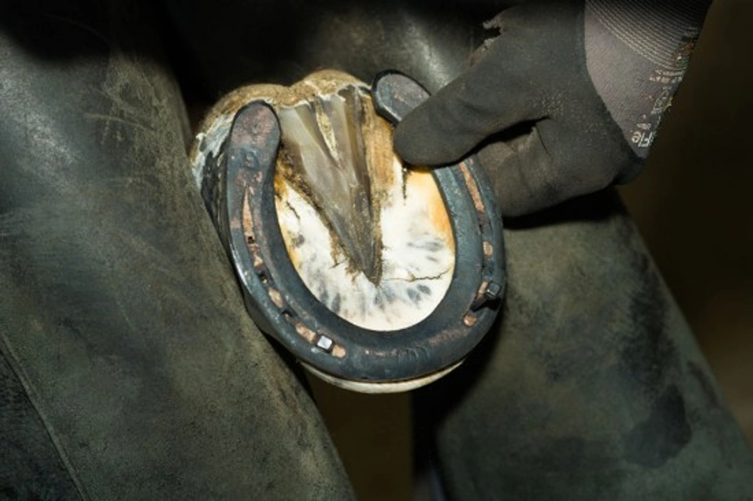 Comprehensive Guide to Having Your Horse Shod