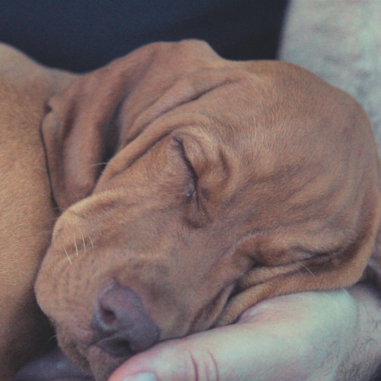 Mi perro hace ruidos extraños cuando duerme. ¿Está soñando?