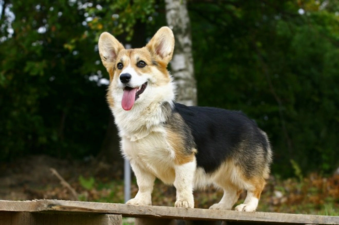 Pembroke Welsh Corgi Health, Inherited Conditions & Lifespan
