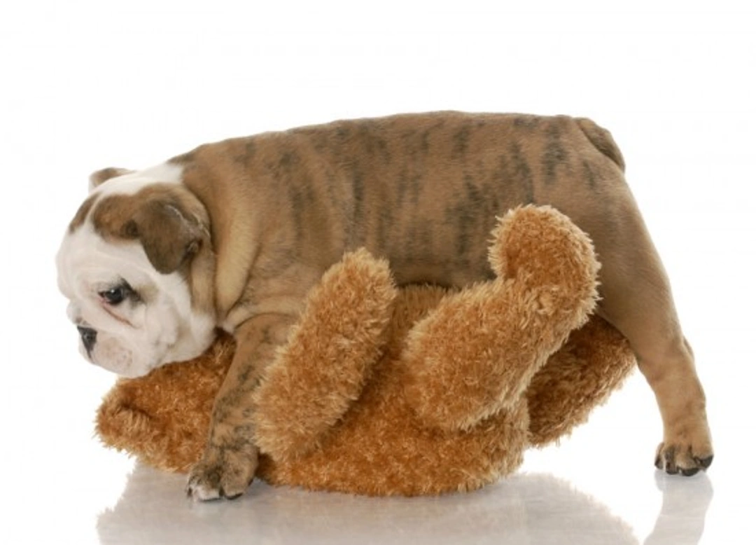 How To Stop Dog Mounting Behaviour Effectively