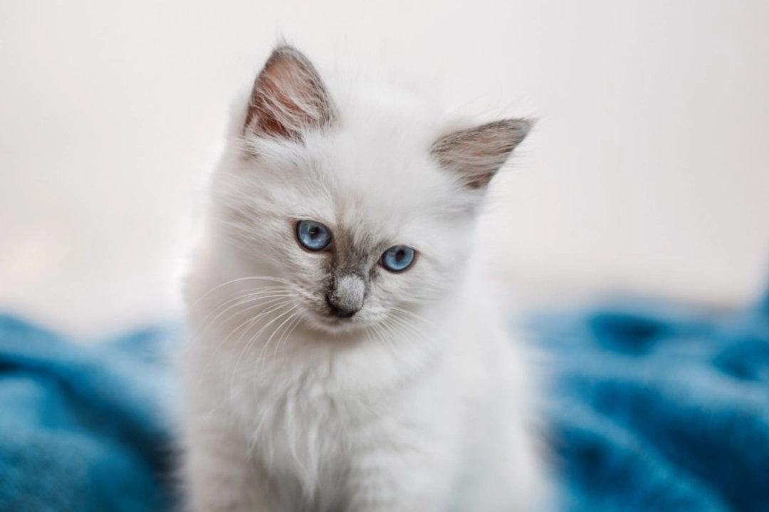 Complete Guide to Caring for a Ragdoll Cat