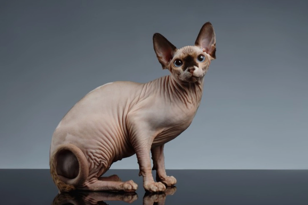 10 Fascinating Facts About Sphynx Cats You Should Know