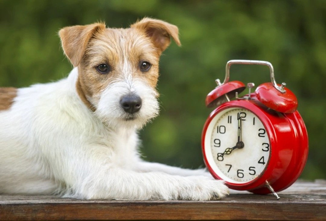 Managing your dog’s routine when the clocks go back