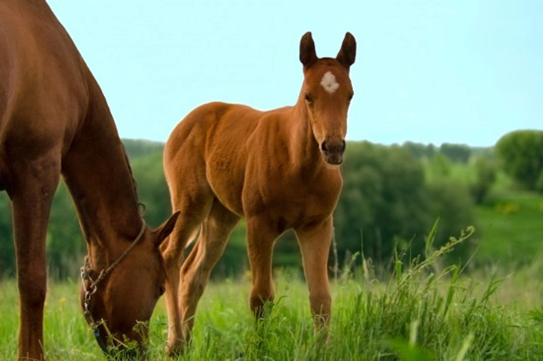 Understanding Equine Grass Sickness: Causes, Symptoms & Prevention